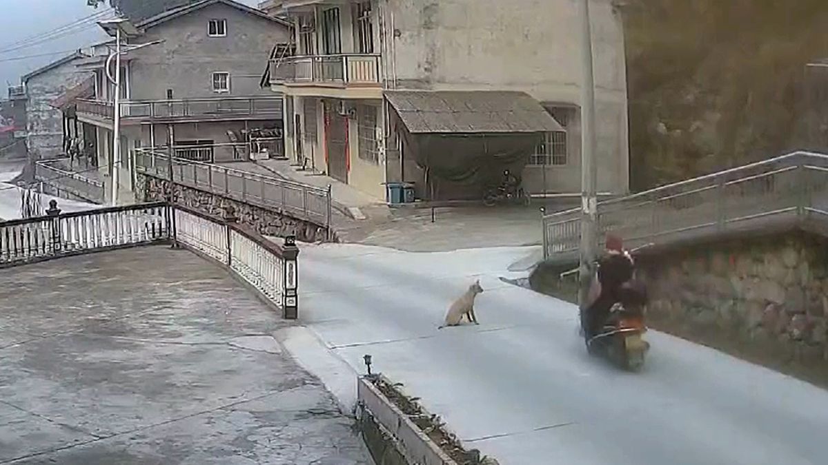 Číňanka na motocyklu se připletla do psího vodítka, nebezpečnou nehodu zachytila kamera